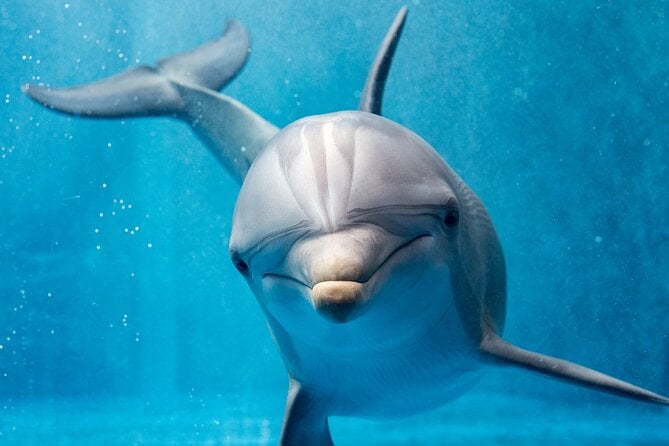 Dolphin House Royal VIP Sea Trip Water Sports Transfer HURGHADA - Additional Information and Guidelines