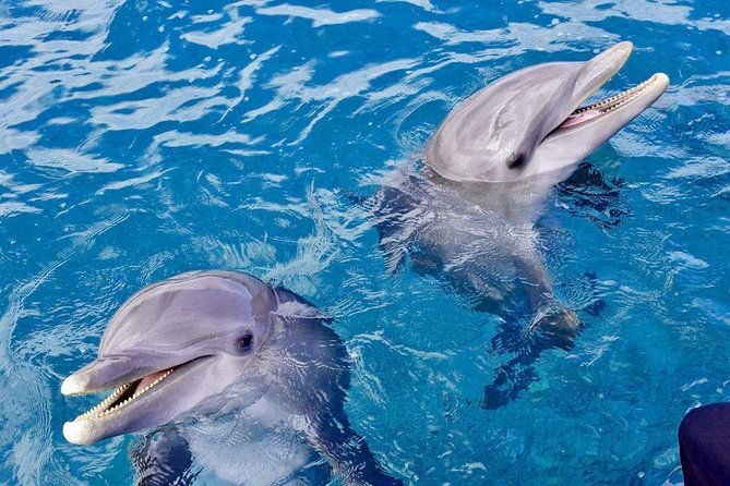 Dolphin House Royal VIP Sea Trip Water Sports Transfer HURGHADA - Cancellation Policy for Dolphin House Royal VIP Sea Trip