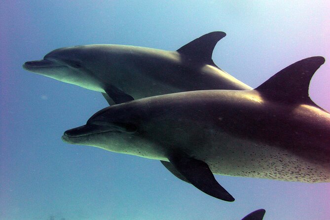 Dolphin House Royal VIP Snorkeling Sea Trip, Lunch, Water Sports - Hurghada - Tour Highlights