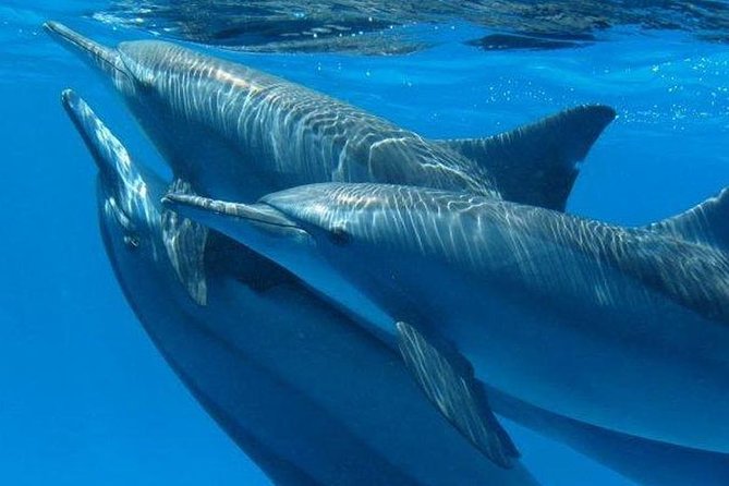 Dolphin House Royal VIP Snorkeling Sea Trip, Lunch, Water Sports - Hurghada - Menu Details