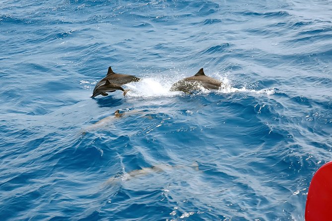 Dolphin House Royal VIP Snorkeling Sea Trip, Lunch, Water Sports - Hurghada - Viator Help Center