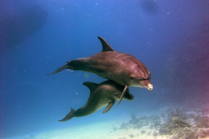 Dolphin House Royal VIP Snorkeling Sea Trip, Lunch, Water Sports - Hurghada - Confirmation and Accessibility