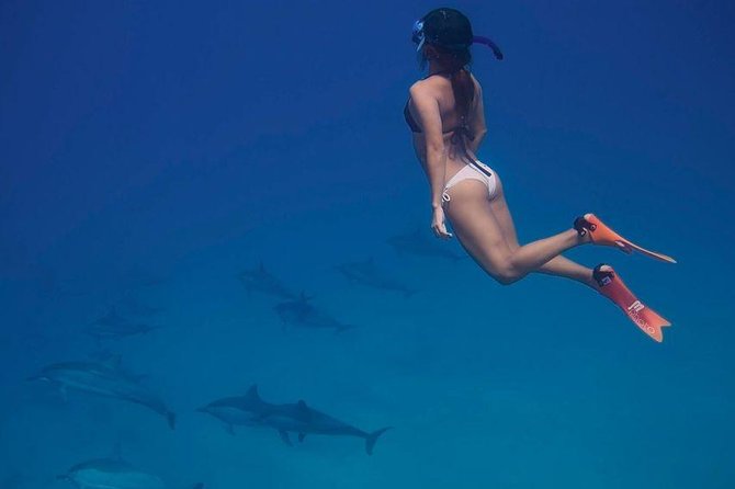 Dolphin House Royal VIP Special Day Snorkeling Sea Trip With Lunch - Hurghada - Trip Highlights