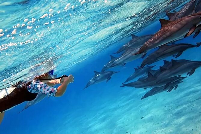Dolphin House Samadai Reef Boat Snorkeling Trip From Marsa Alam - Good To Know