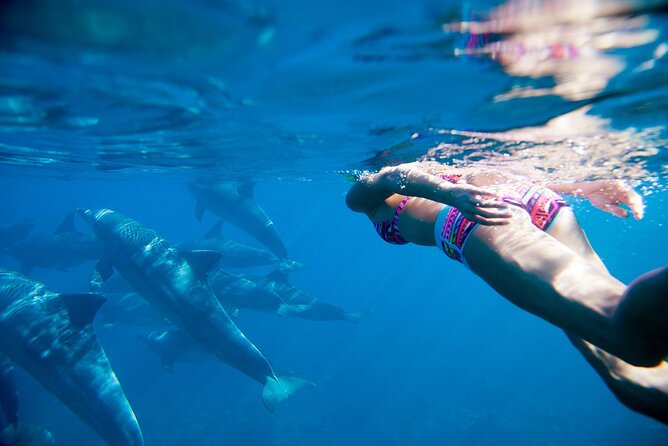 Dolphin House Samadai Reef Boat Snorkeling Trip From Marsa Alam - Contact and Support Information