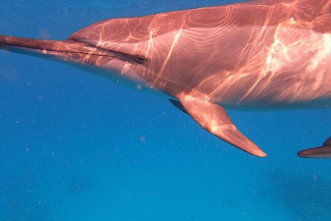 Dolphin House Satayeh Reef Snorkeling Sea Trip With Lunch &Transfer-Marsa Alam - Tour Overview