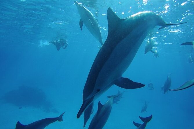 Dolphin House Satayeh Reef Snorkeling Sea Trip With Lunch &Transfer-Marsa Alam - Itinerary Highlights