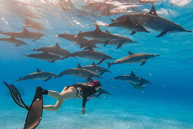 Dolphin House Sea Trip Snorkeling Water Sports and Lunch-Hurghada - Frequently Asked Questions
