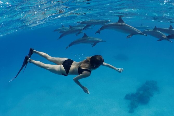 Dolphin House Sea Trip Snorkeling Water Sports and Lunch-Hurghada - The Sum Up