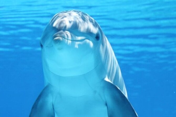 Dolphin House Snorkel and Water Fun Activity With Lunch-Hurghada - Good To Know
