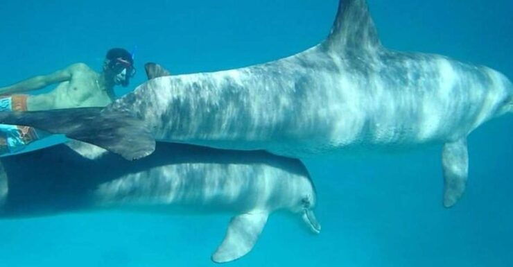 Dolphin House Snorkeling Trip - Snorkeling in the Red Sea