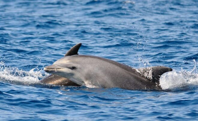 Dolphin Kayak Safari at Sunset at Golfo Aranci - Inclusions and Meeting Point