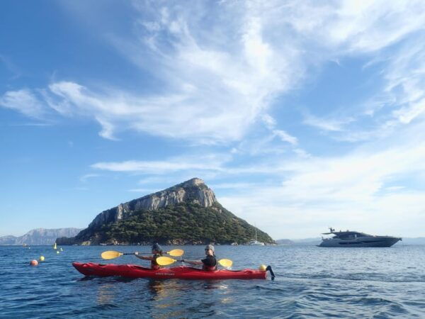 Dolphin Kayak Safari at Sunset at Golfo Aranci - Wildlife Sightings