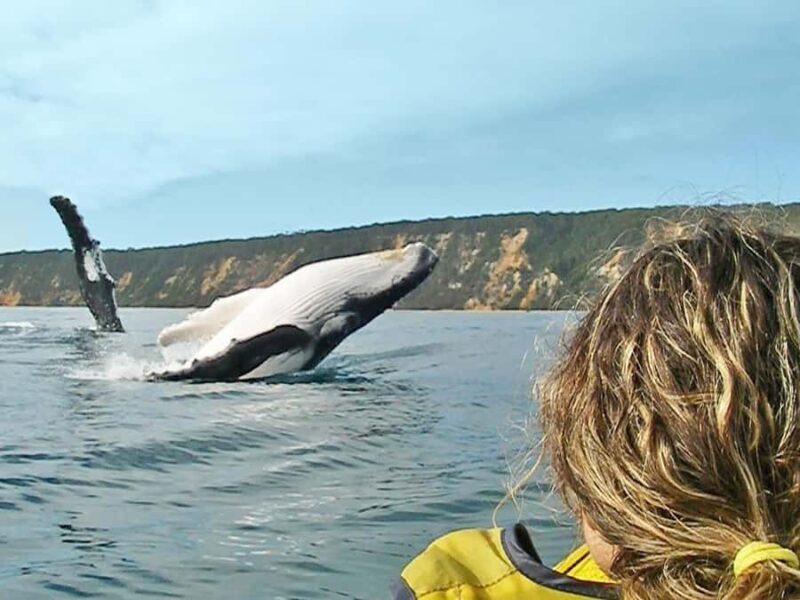 Dolphin Kayak Tour & Beach 4X4 National Park Tour (Private) - An In-Depth Look at the Tour