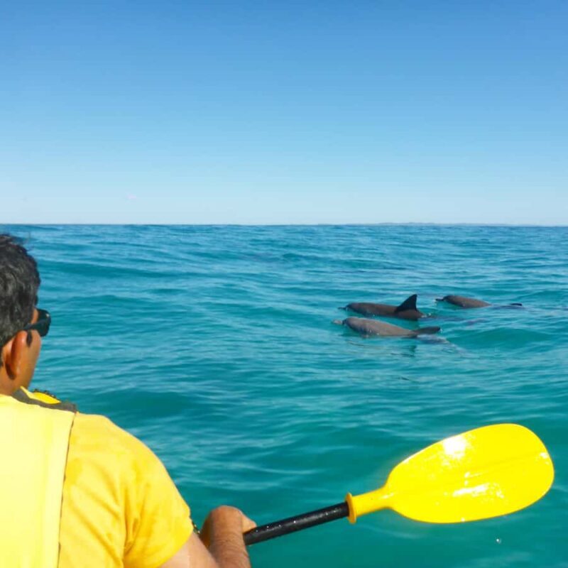 Dolphin Kayak Tour & Beach 4X4 National Park Tour (Private) - Practical Details and Value