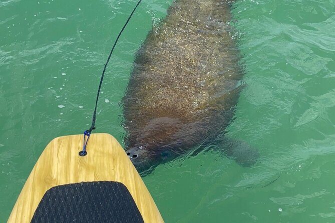 Dolphin, Manatee and Sea Turtle Adventure Tour of Bonita Springs - Frequently Asked Questions (FAQs)