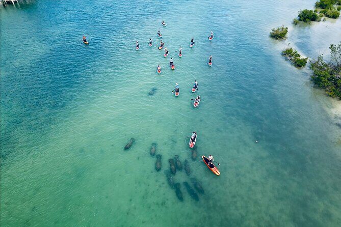 Dolphin, Manatee and Sea Turtle Adventure Tour of Bonita Springs - Good To Know