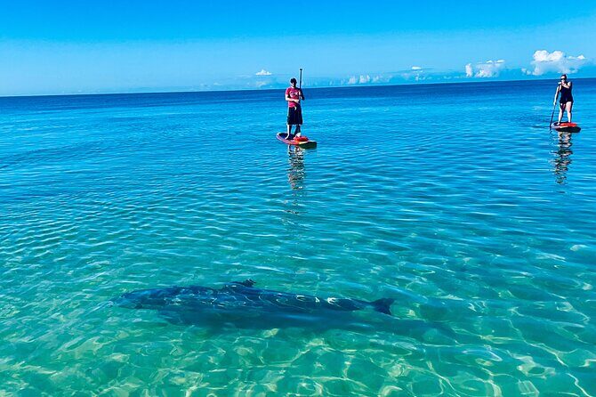 Dolphin, Manatee and Sea Turtle Adventure Tour of Bonita Springs - An In-Depth Look at the Experience