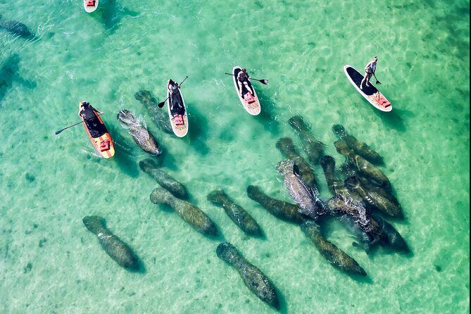Dolphin, Manatee and Sea Turtle Adventure Tour of Bonita Springs - FAQ