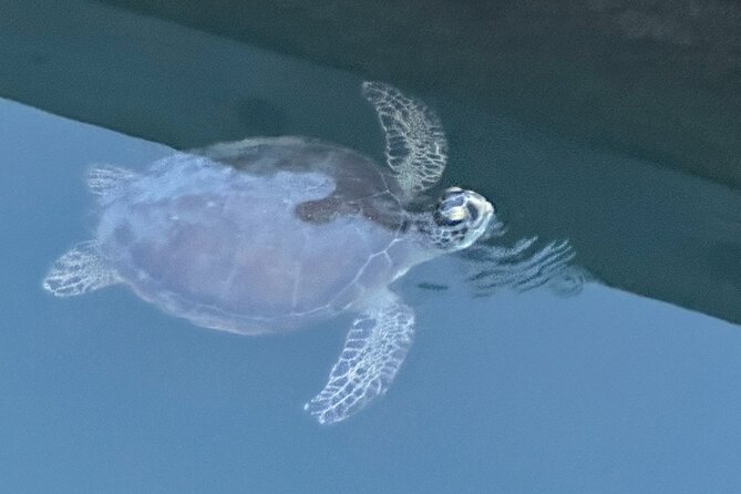 Dolphin, Manatee and Sea Turtle Adventure Tour of St. Augustine - What to Expect on the Tour