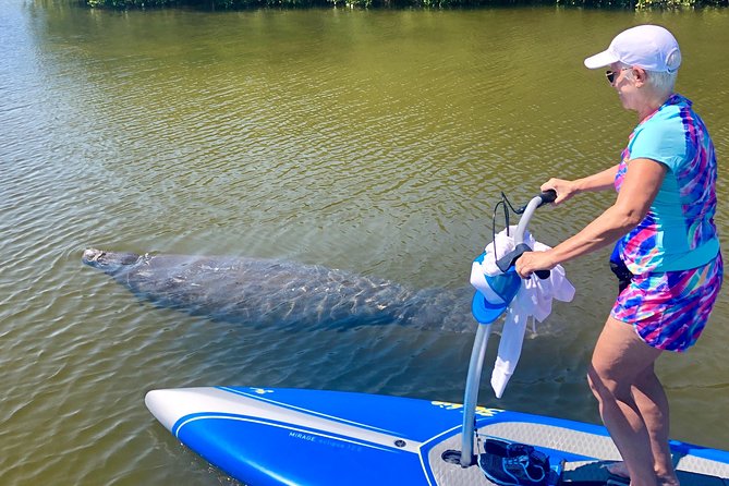 Dolphin & Manatee Watching Stand Up Pedalboarding Tour - Traveler Photos