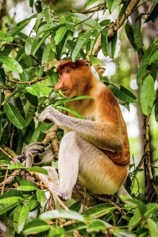 Dolphin Mangrove Cruise and Sarawak Cultural Village Tour in Kuching - Lunch and transfers are part of the value