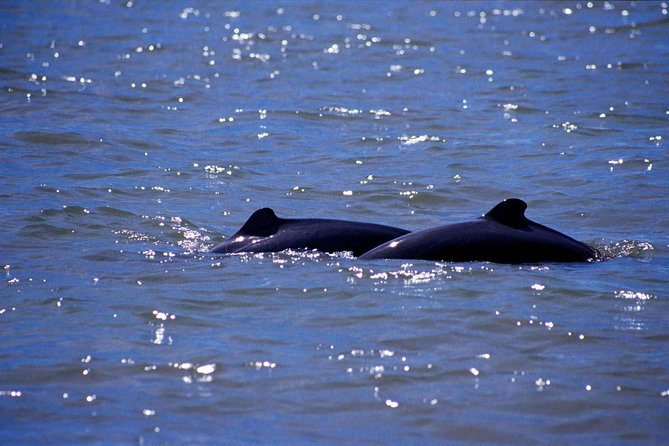 Dolphin Mangrove Cruise - Good To Know
