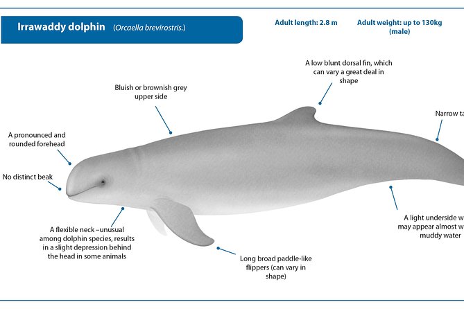 Dolphin Mangrove Cruise - Inclusions and Exclusions