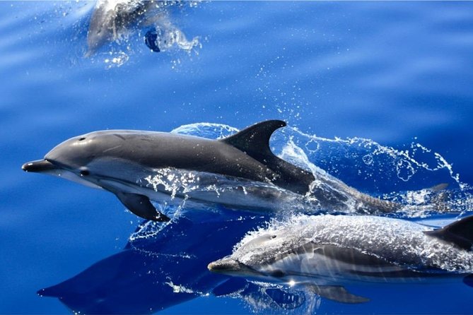 Dolphin Mini Cruise at Playa Del Carmen - What To Expect on the Dolphin Mini Cruise
