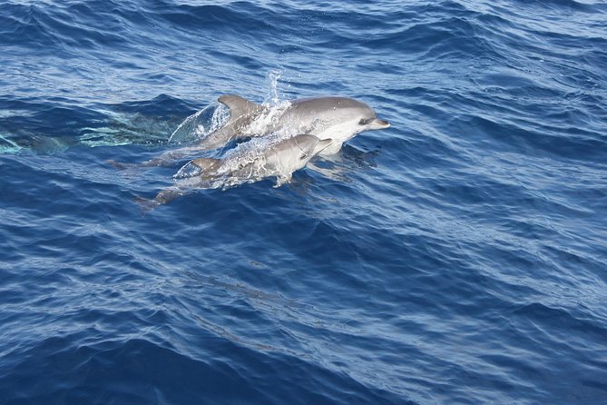 Dolphin Mini Cruise at Playa Del Carmen - Directions to the Dolphin Mini Cruise in Playa Del Carmen