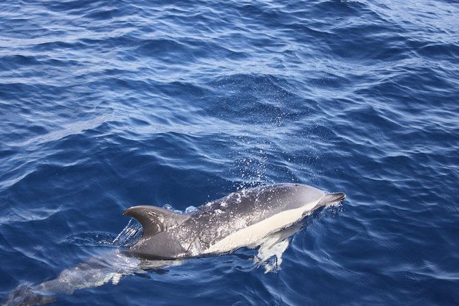 Dolphin Mini Cruise at Playa Del Carmen - Tips and Recommendations for the Dolphin Mini Cruise