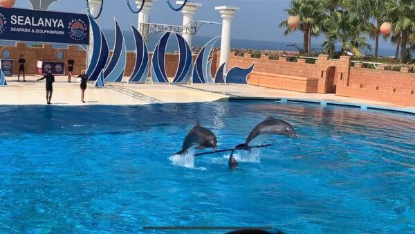 Dolphin Park Entry With Live Show and Pickup - Customer Ratings and Reviews