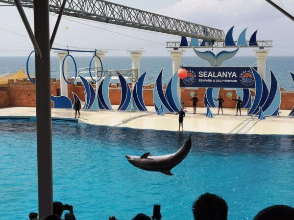 Dolphin Park Entry With Live Show and Pickup - Photo Opportunities Available