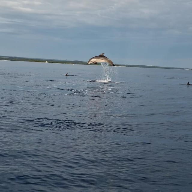 Dolphin Private Sunset Tour Rovinj - Good To Know
