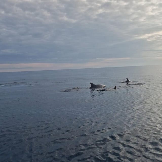 Dolphin Private Sunset Tour Rovinj - Tour Highlights