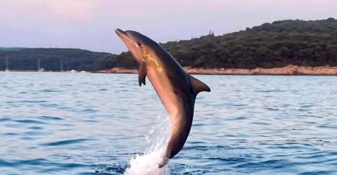 Dolphin Private Sunset Tour Rovinj - Inclusions