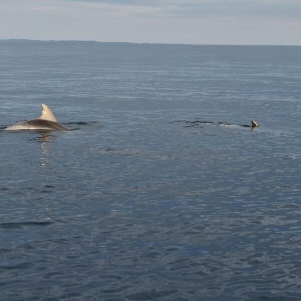 Dolphin Private Sunset Tour Rovinj - Frequently Asked Questions