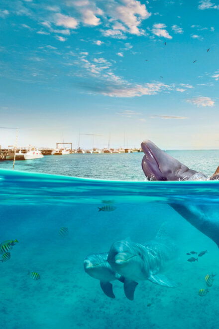 Dolphin Royal Swim VIP in Isla Mujeres - Activity Highlights