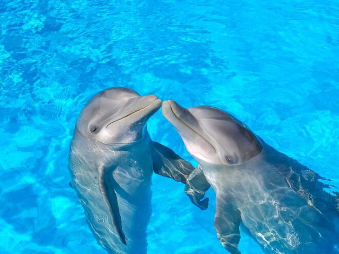 Dolphin Royal Swim VIP in Isla Mujeres - Transportation Details