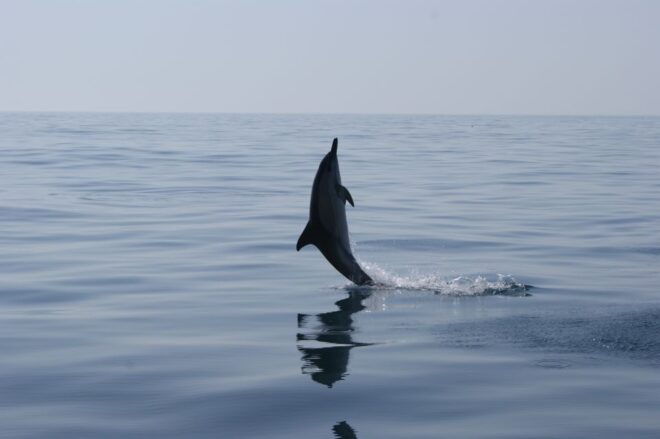 Dolphin Safari and Cave Tour in Vilamoura - Tour Inclusions