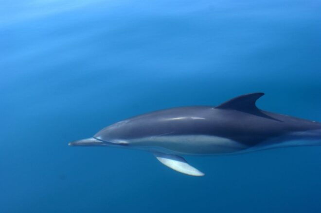 Dolphin Safari and Cave Tour in Vilamoura - Pricing Information