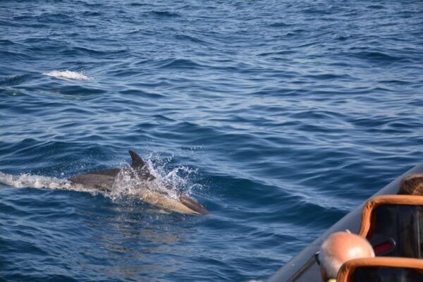 Dolphin Safari and Cave Tour in Vilamoura - Customer Reviews