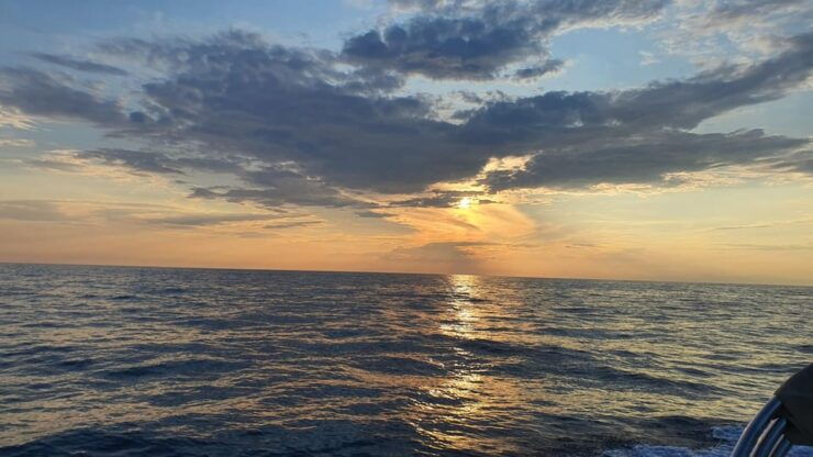 Dolphin Safari Every Evening - Pricing and Booking Options