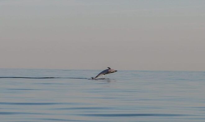 Dolphin Safari Every Evening - Customer Experience Highlights