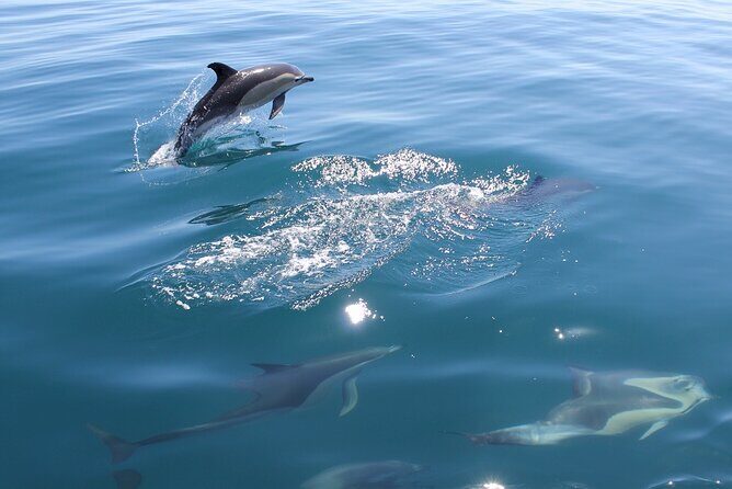 Dolphin Safari, São Rafael Caves & Coastline. - What You Can Expect on the Tour