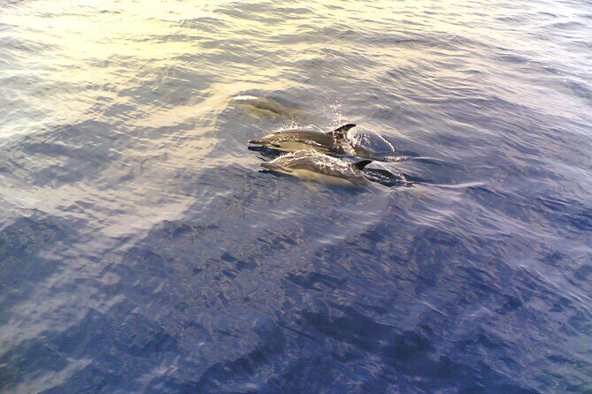 Dolphin Safari, São Rafael Caves & Coastline. - Who Is This Tour Best For?