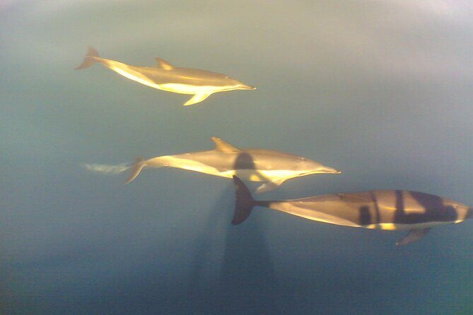 Dolphin Safari, São Rafael Caves & Coastline. - FAQ