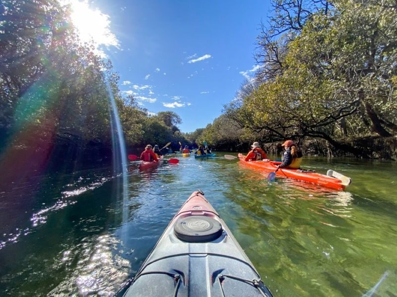 Dolphin Sanctuary and Ships Graveyard Kayak Tour - A rare mix of mangroves, dolphins and wrecks
