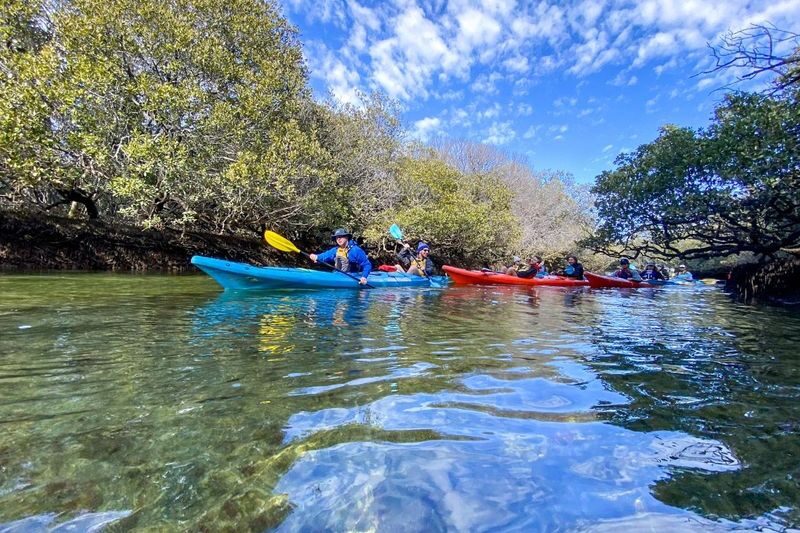 Dolphin Sanctuary Mangroves Tour - Mangroves first, dolphins if you’re lucky