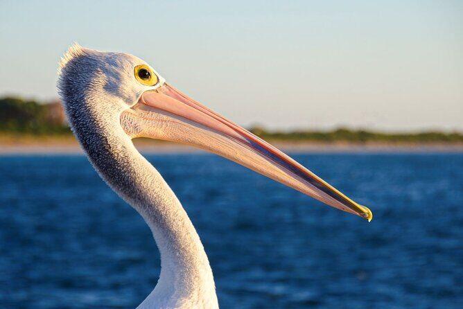 Dolphin, Sea Lion and Penguin Island Cruise - Final Verdict